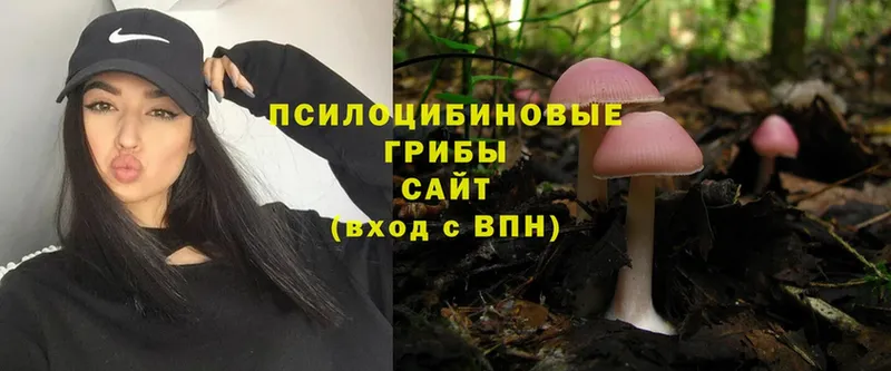 Псилоцибиновые грибы Cubensis  Северо-Курильск 